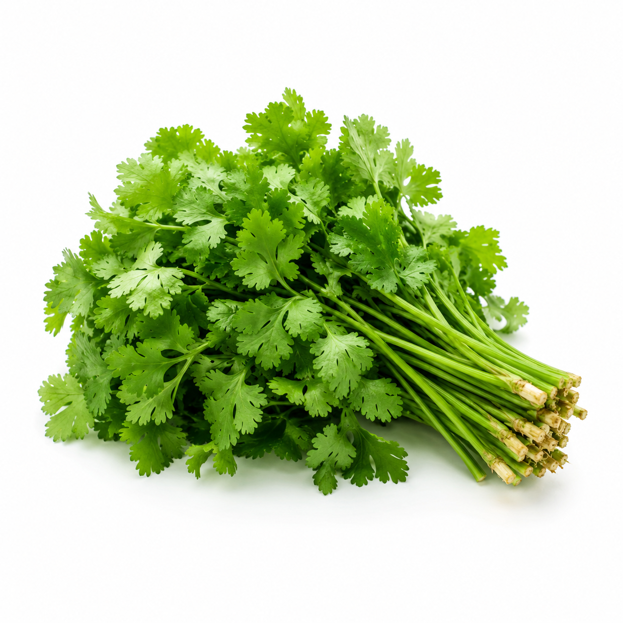 Coriander Leaves